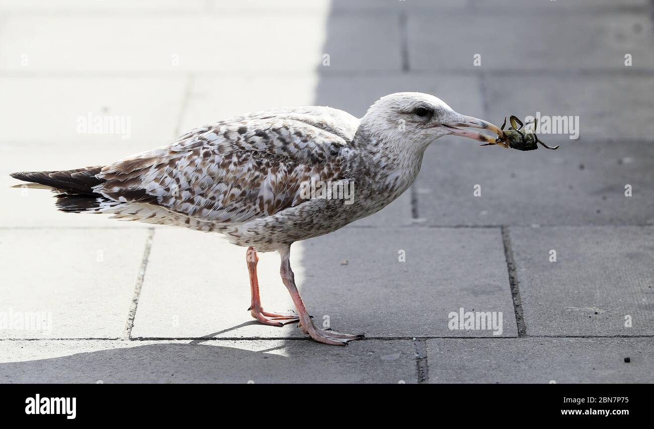A gull with a crab in it's mouth which it caught in the river Liffey in Dublin's city centre. Stock Photo