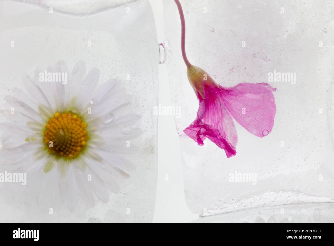 a photograph of wild spring flowers frozen in transparent melting ice cubes of water, studio macro shot, detail Stock Photo
