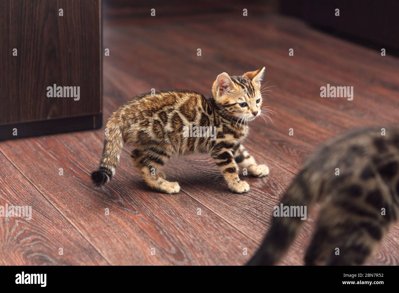 Cute bengal kitty cat playing on the floor at home Stock Photo - Alamy