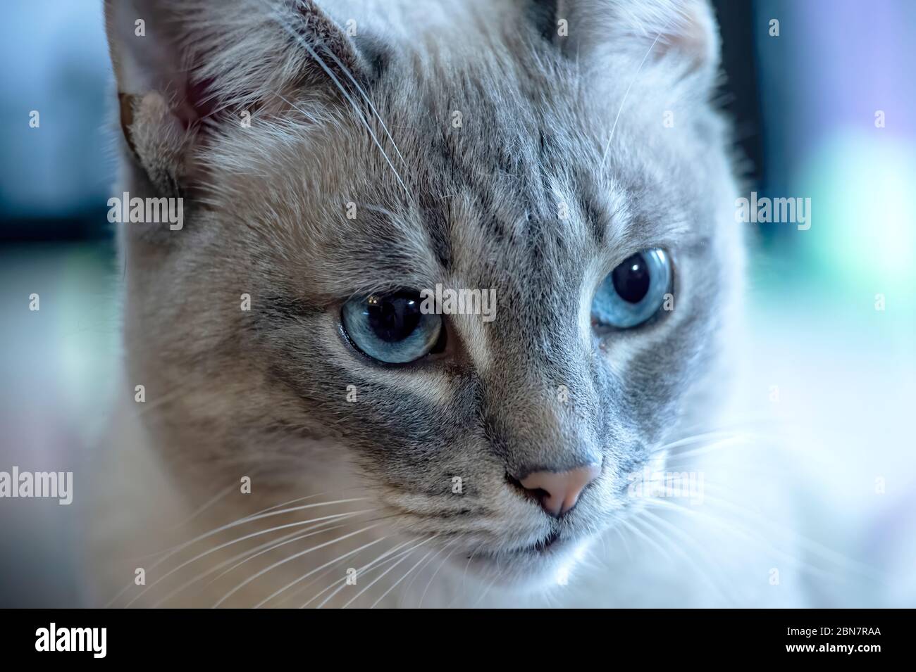 Close up to Siamese cat with blue eyes. Domestic cat with turquoise blue eyes. Stock Photo