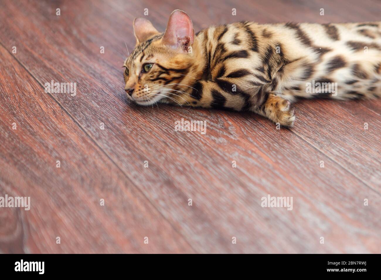 Cute bengal kitty cat laying on the floor at home Stock Photo - Alamy