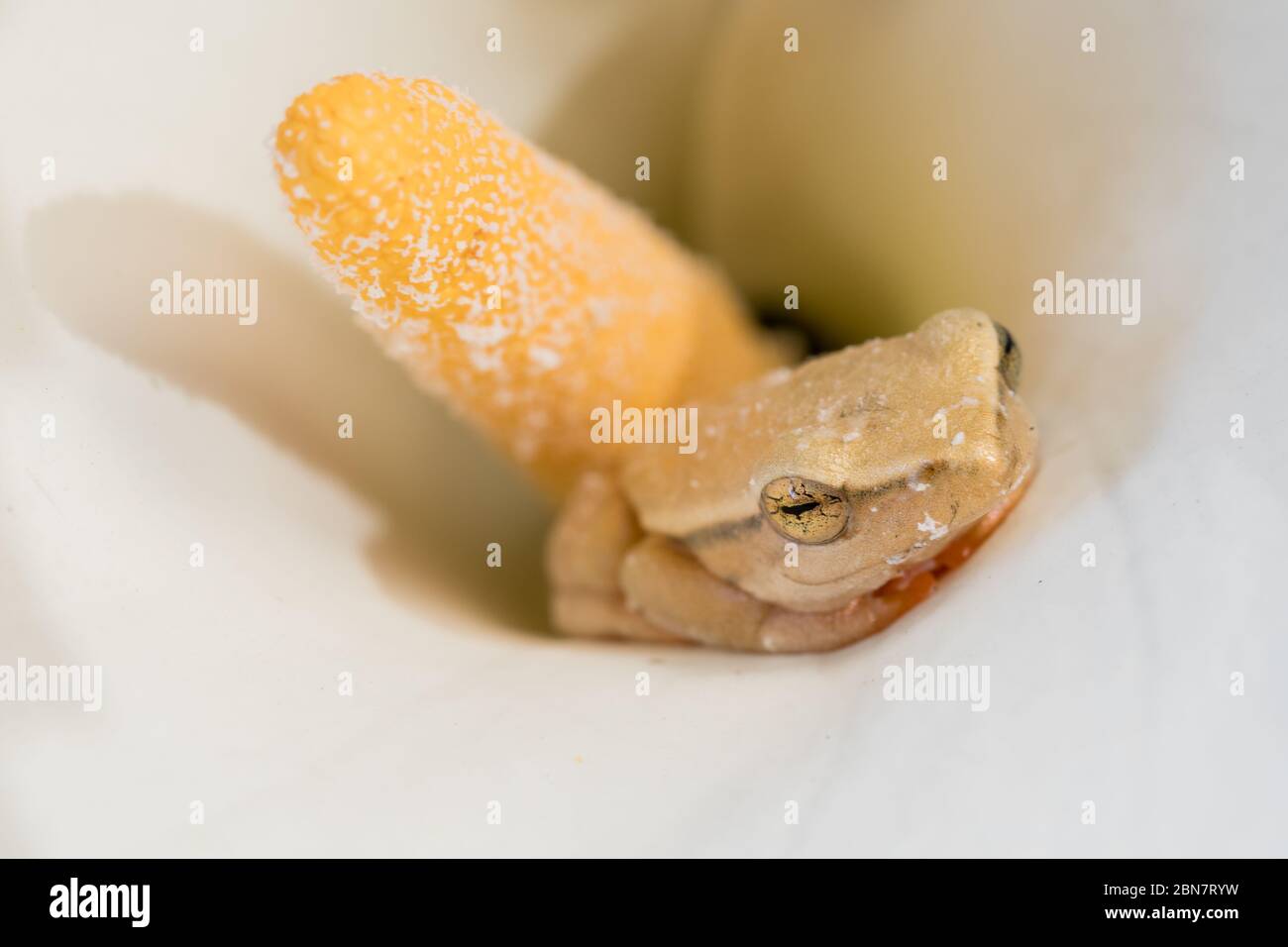 The habitat of Rondevlei Nature Reserve is home to many species of rare