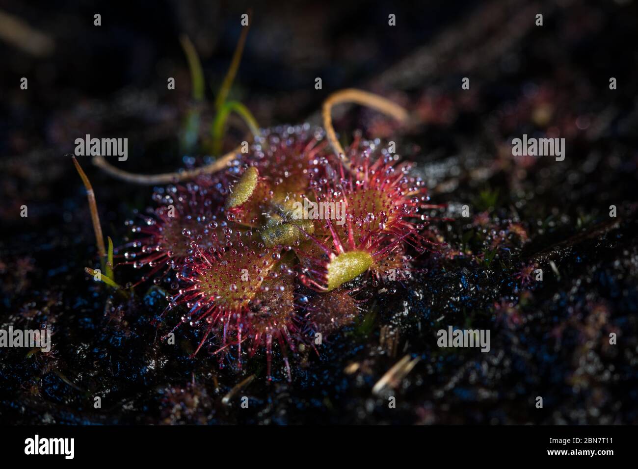 The habitat in Kenilworth Racecourse Conservation Area is home to this carnivorous plant, small sundew, Droseraceae trinervia, that traps insects Stock Photo