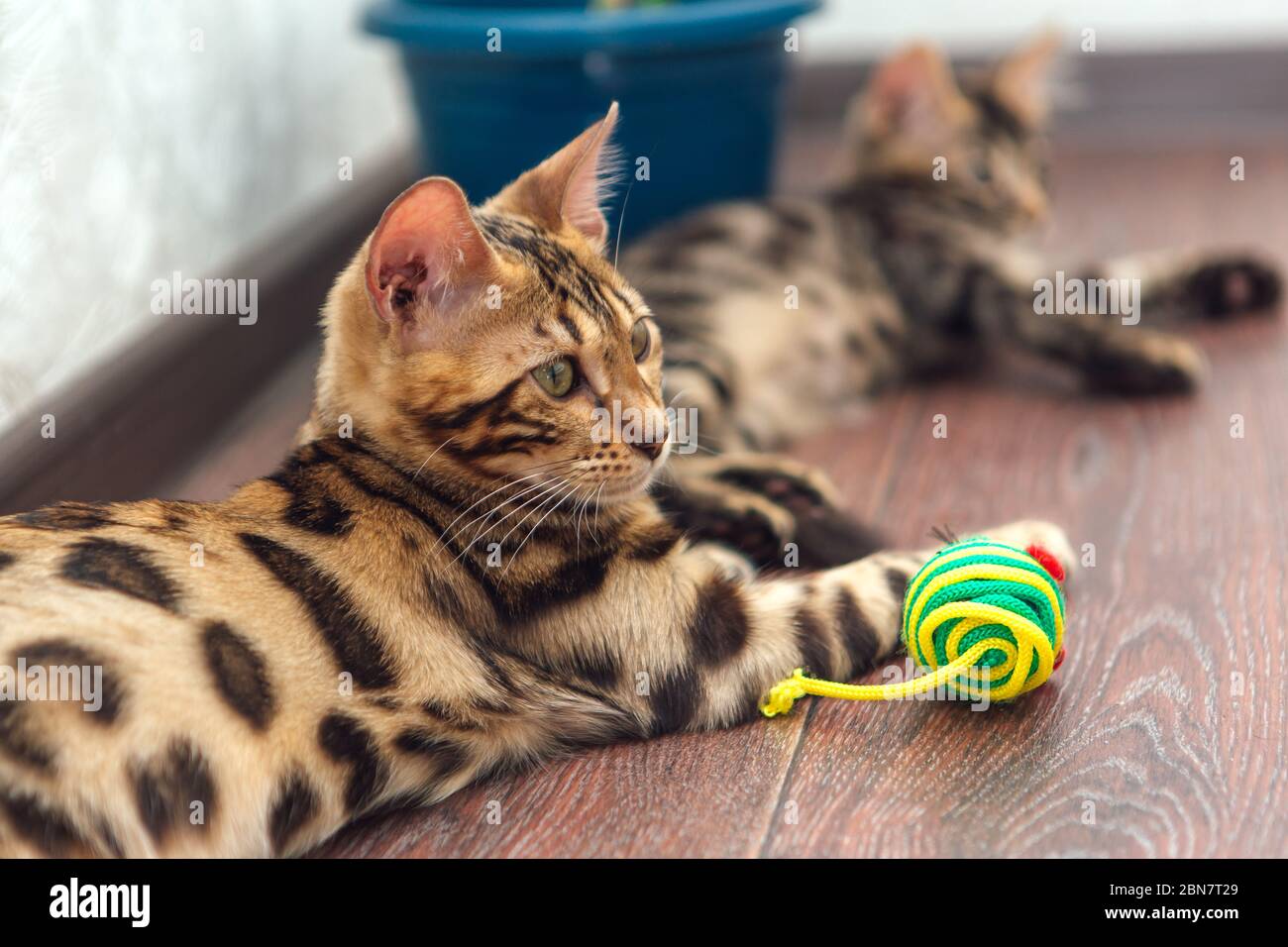 Cute bengal kitty cat laying with on the floor at home with a toy Stock ...