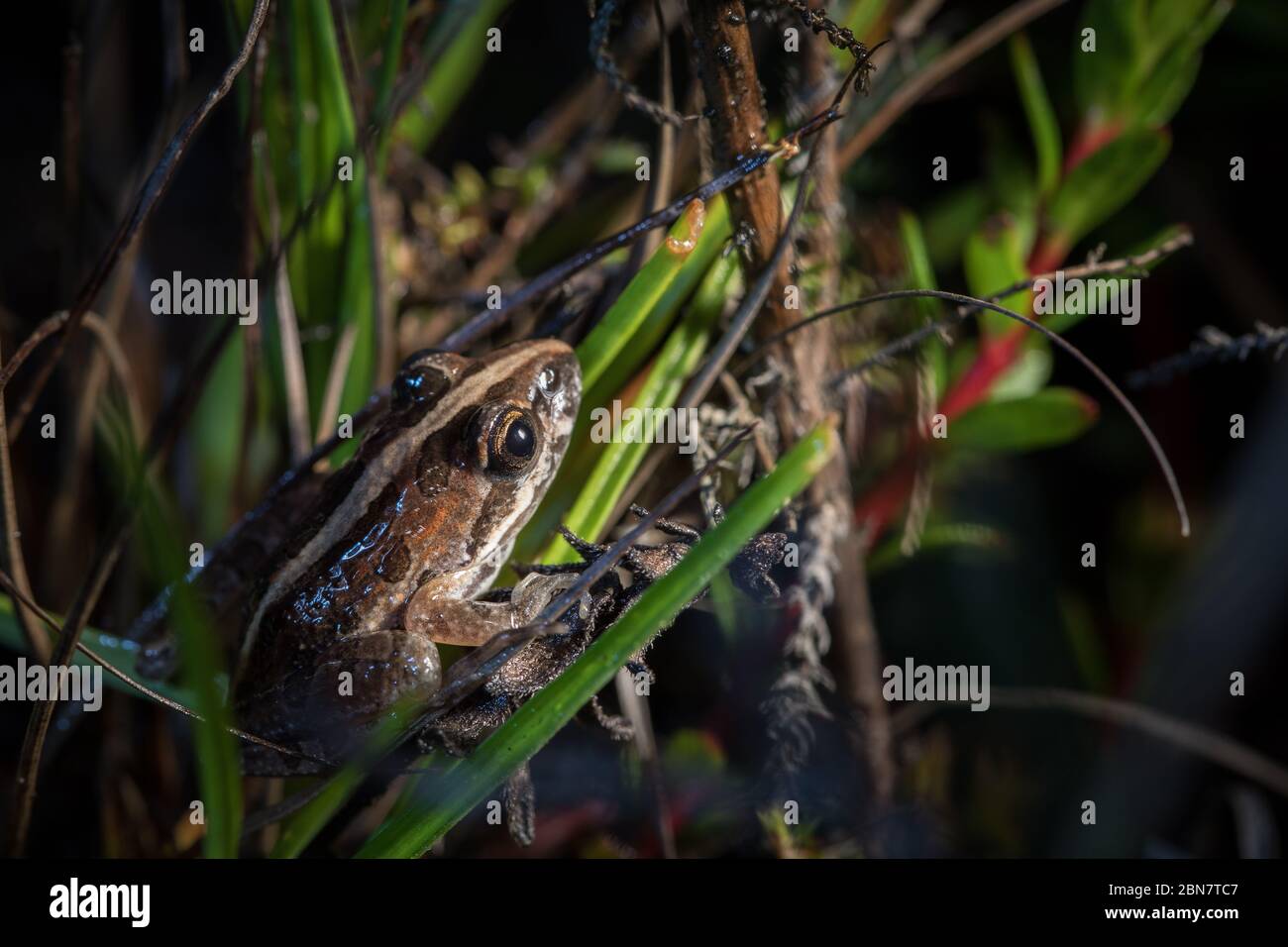 The habitat inside Kenilworth Racecourse Conservation Area, Cape Town, is home to many species including Clicking Stream Frog, Strongylopus grayii. Stock Photo