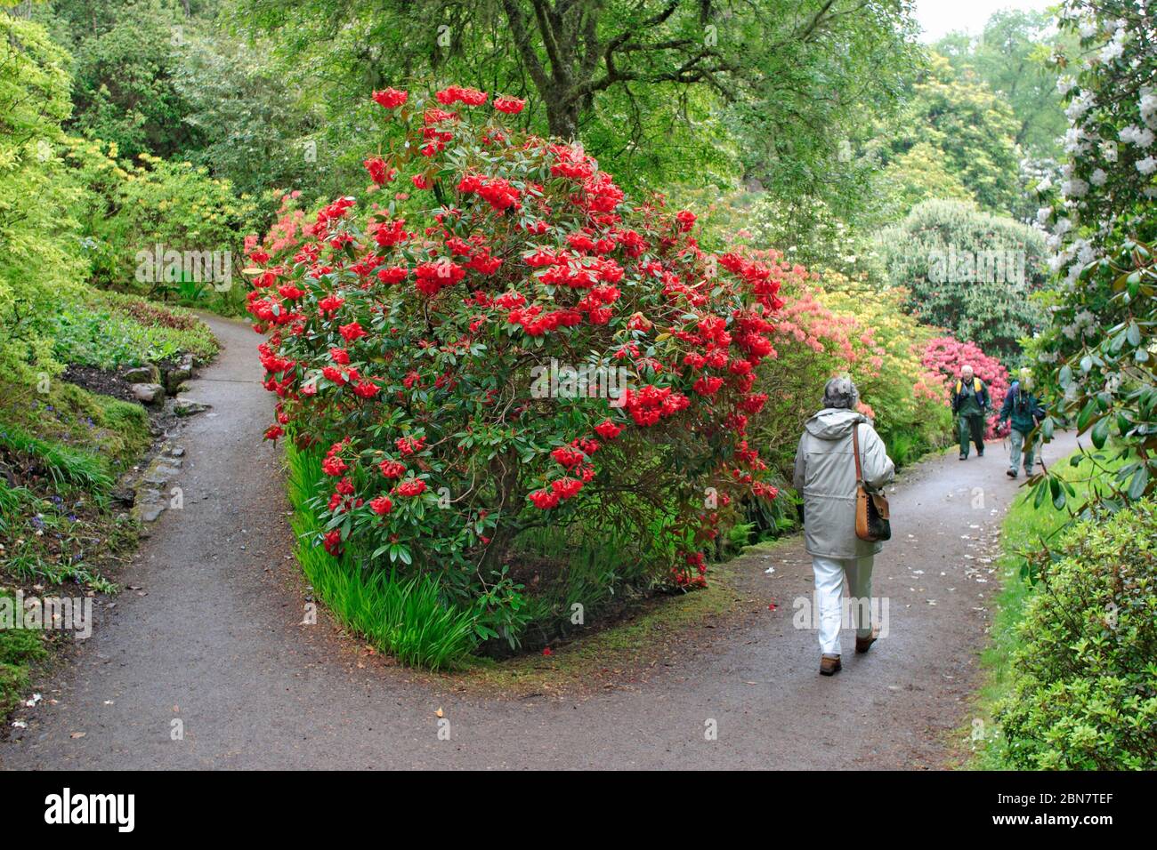 Rhododendron garden Stock Photo