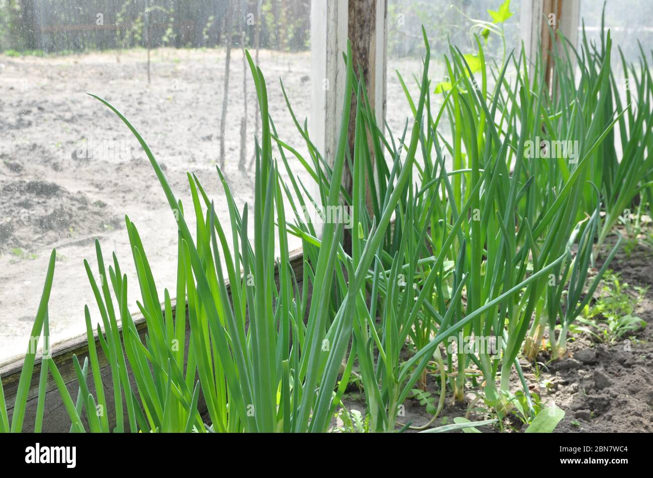Fresh young green onions, garlic in a greenhouse. The concept of the production of organic vegetables on the homestead. Stock Photo