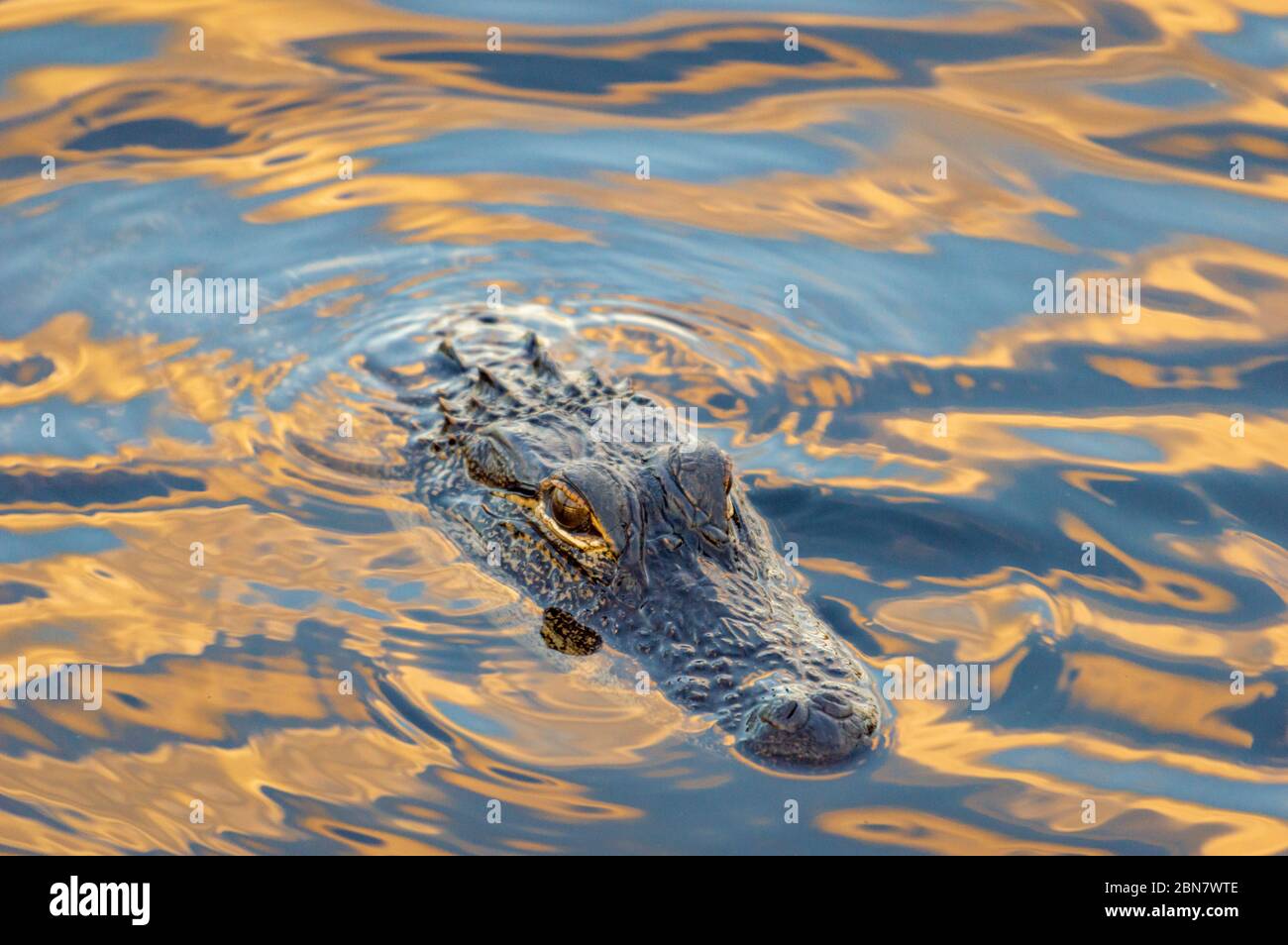 Crocodiles in Orlando Florida, USA Stock Photo