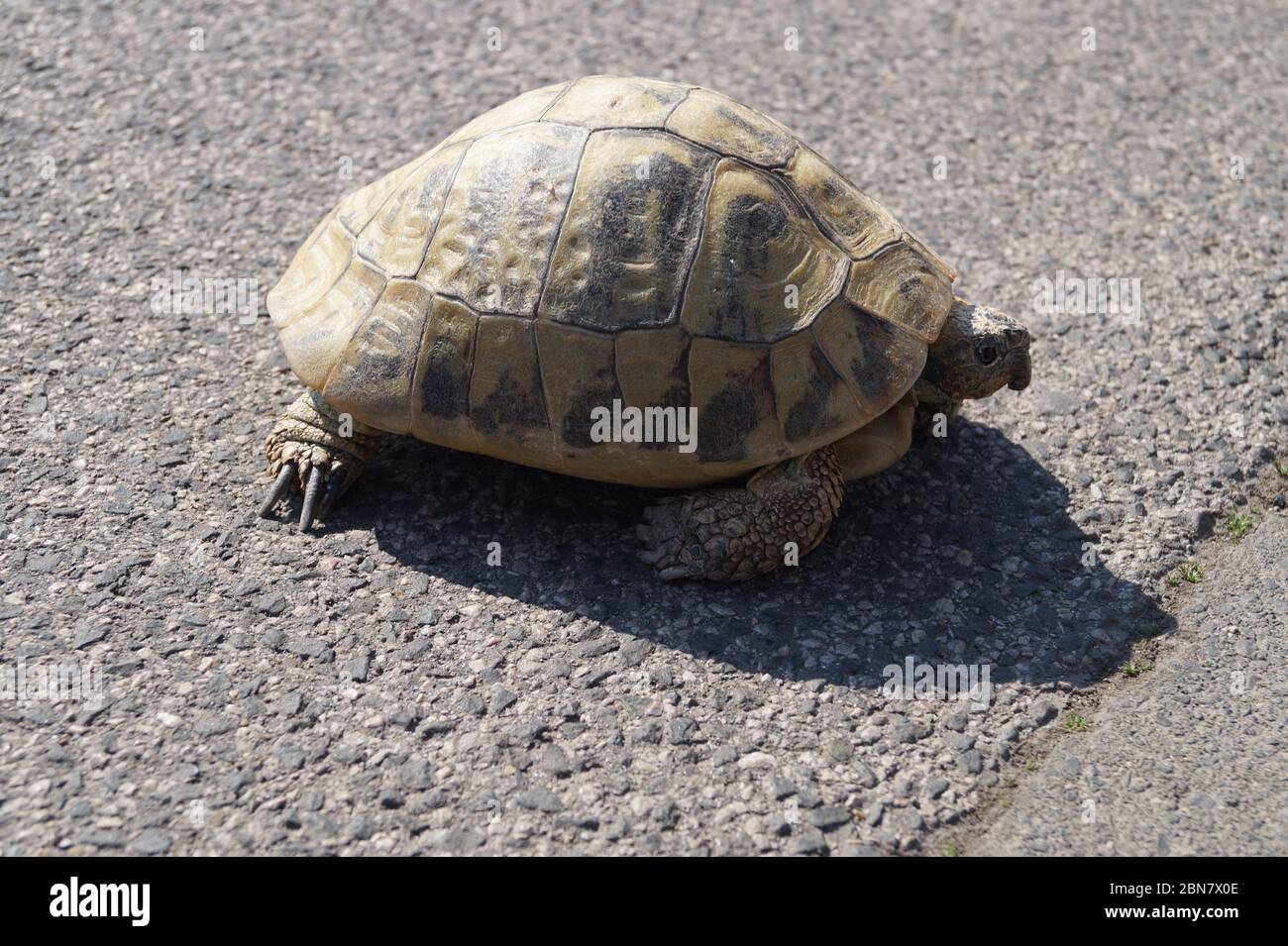 Kriechen High Resolution Stock Photography And Images Alamy