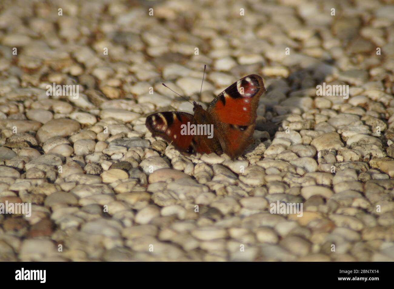Schmetterling Stock Photo