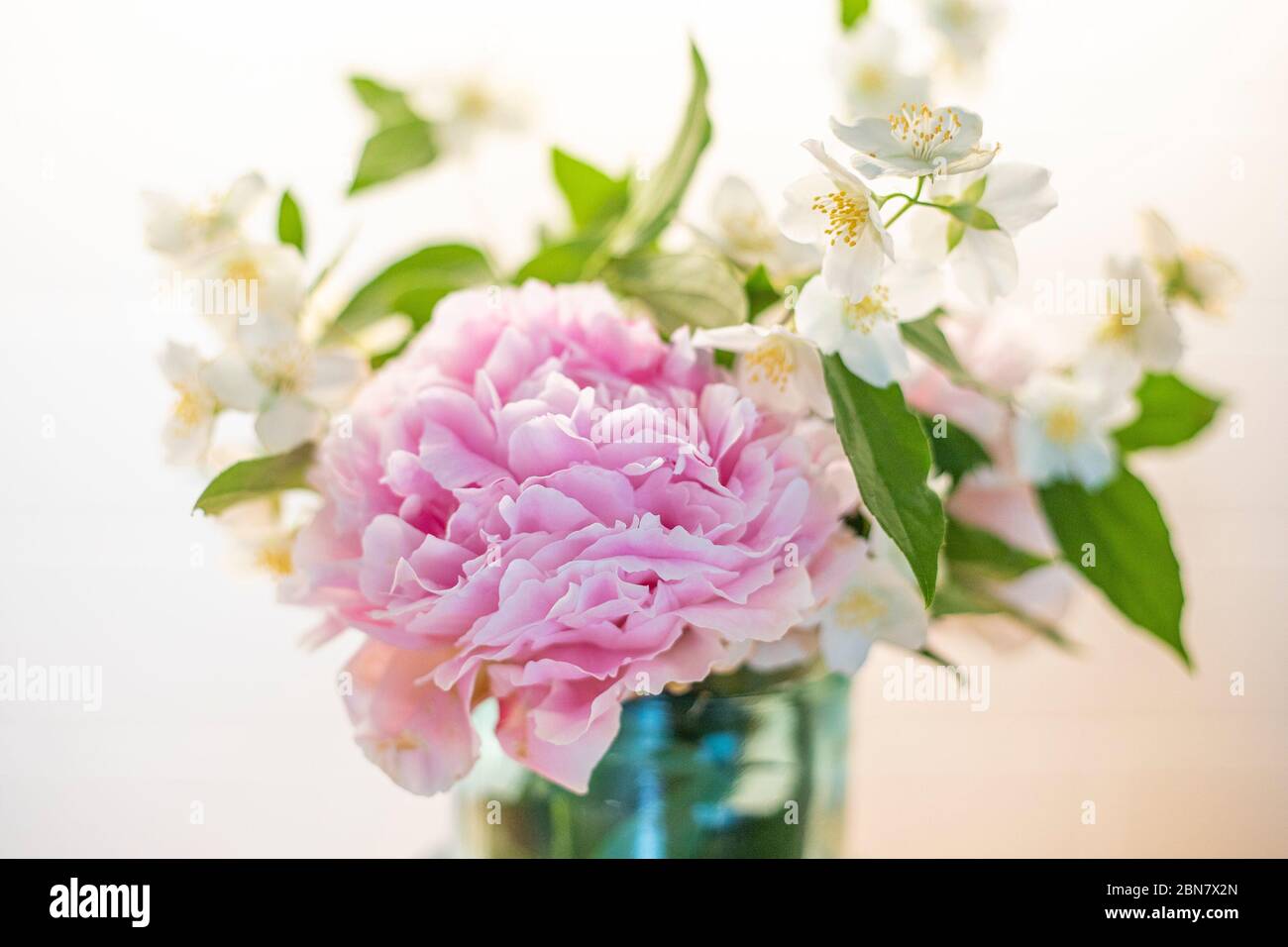 Flowers bouquet with peony (paeonia) and mock- orange (philadelphus), spring plants. Pink and white background, close-up. Stock Photo