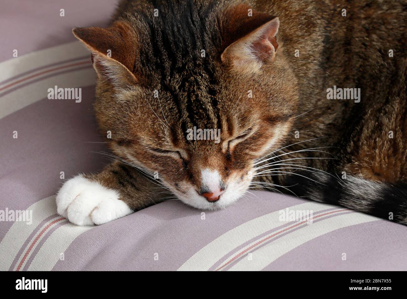A sleeping cat. (Felis catus) Stock Photo