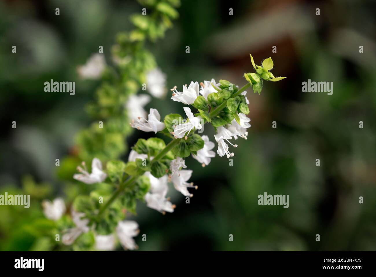 Basil (Ocimum basilicum) flowers on plant. Stock Photo