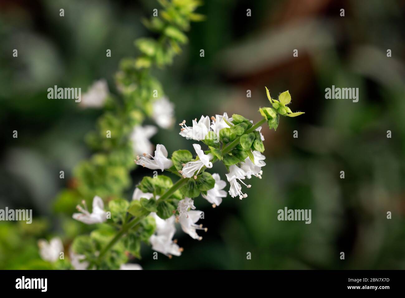 Basil (Ocimum basilicum) flowers on plant. Stock Photo