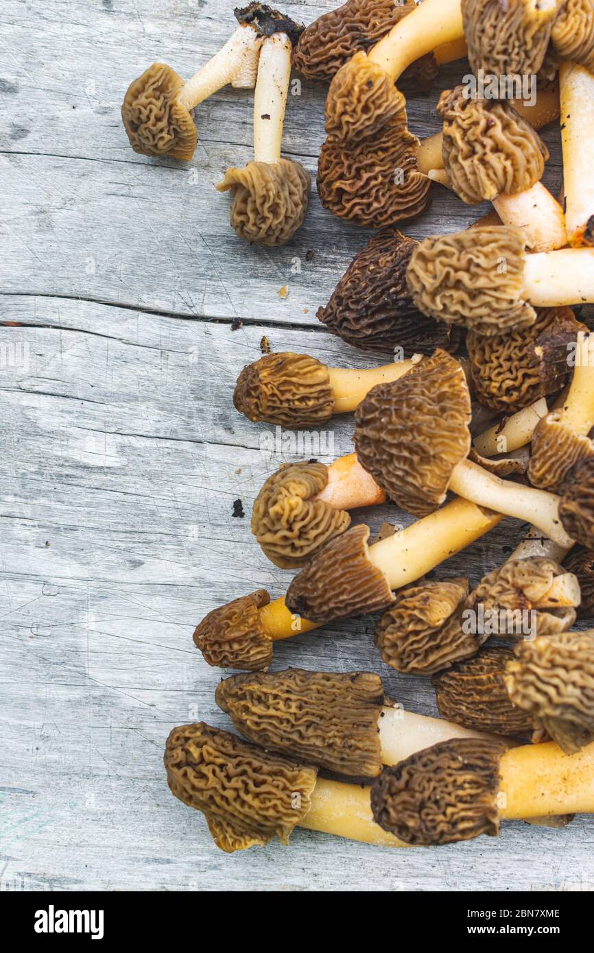 Edible and delicious mushroom Verpa bohemica commonly known as early