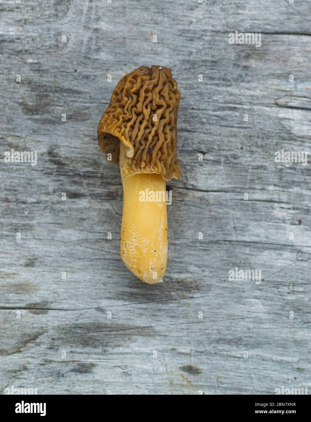 Edible and delicious mushroom Verpa bohemica commonly known as early