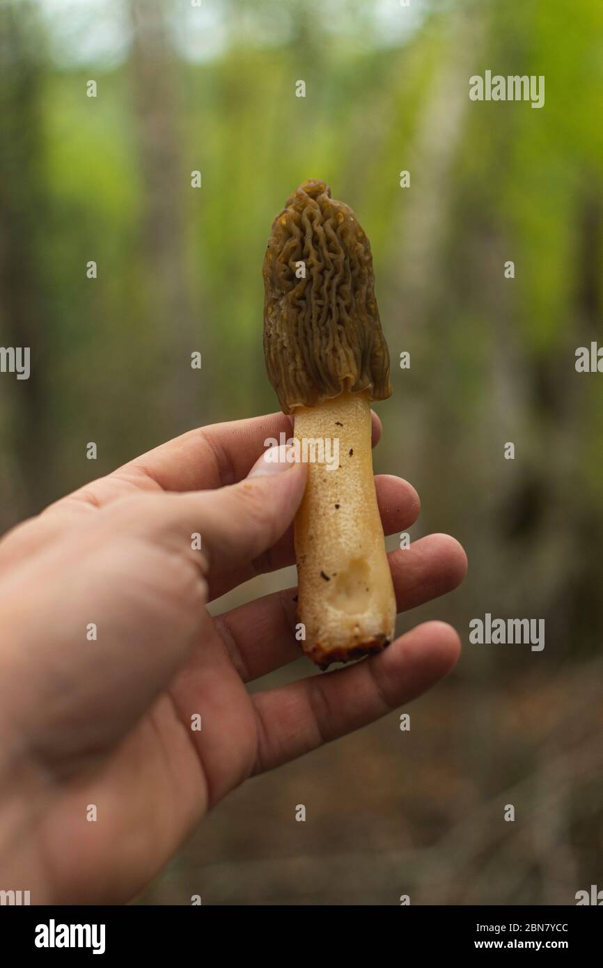 Edible and delicious mushroom Verpa bohemica commonly known as early