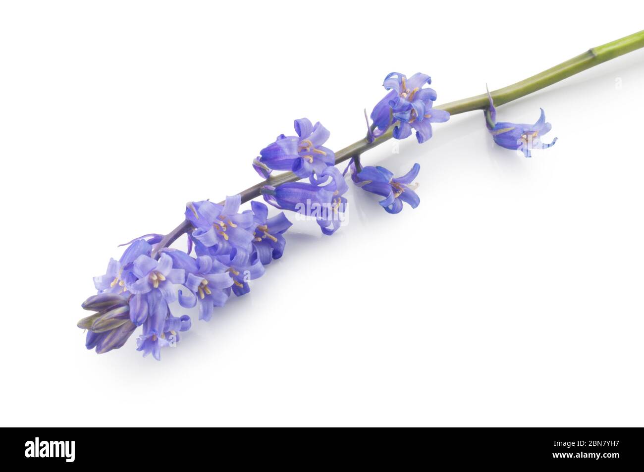 Studio shot of Common Bluebells, Hyacinthoides non-scripta, cut out against a white background - John Gollop Stock Photo