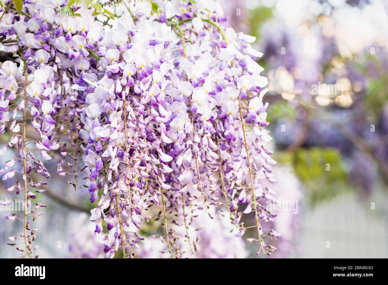 Flowering purple violet wisteria tree background, floral wallpaper Stock  Photo - Alamy