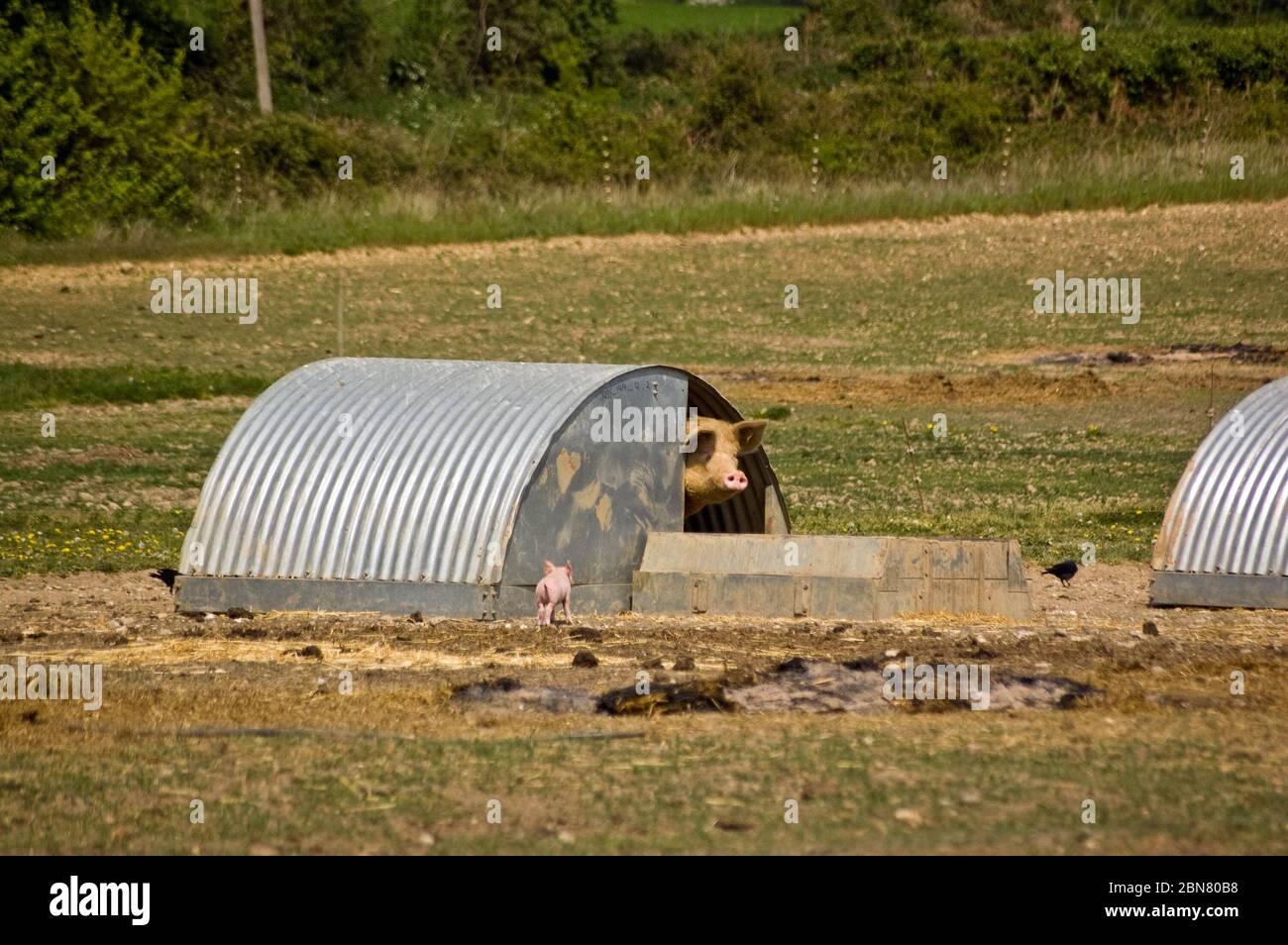A small pink piglet runs towards it's sty where it's mother is waiting. Stock Photo