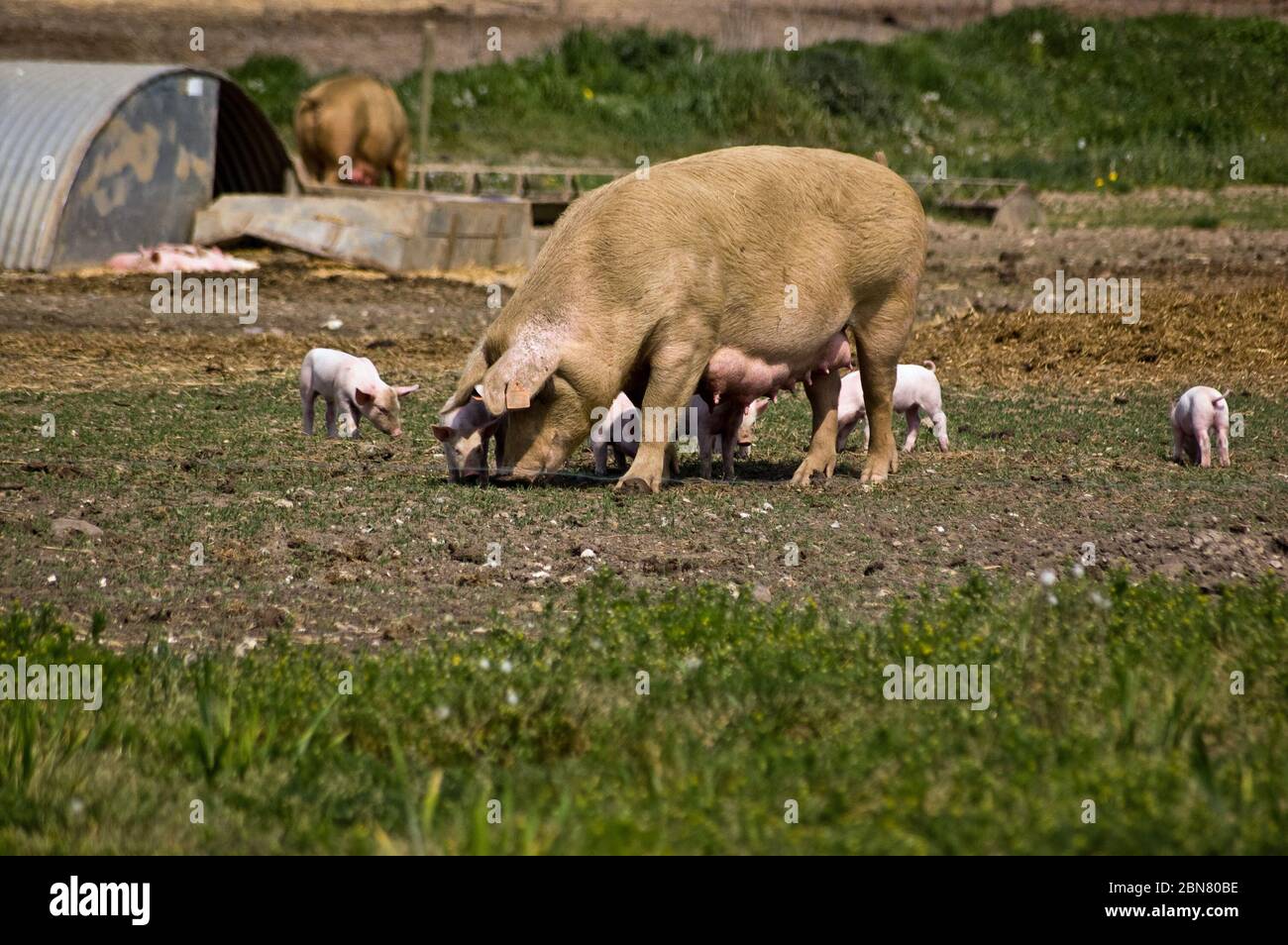 Mother sow with piglets beside a sty on a farm in Berkshire. Stock Photo