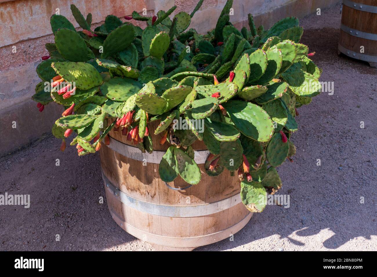 Indischer Feigenkaktus mit roten Blüten, früchten Stock Photo