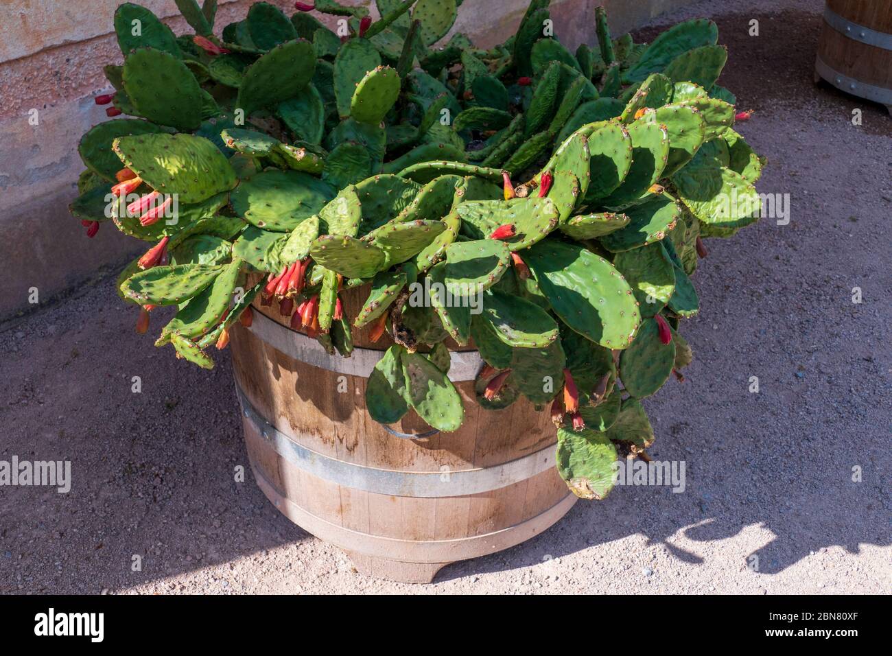 Indischer Feigenkaktus mit roten Blüten, früchten Stock Photo