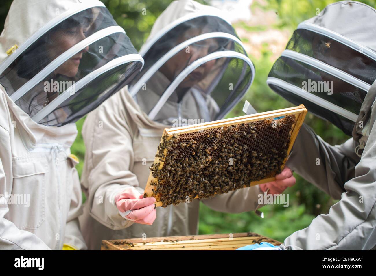 Honey Bees Stock Photo