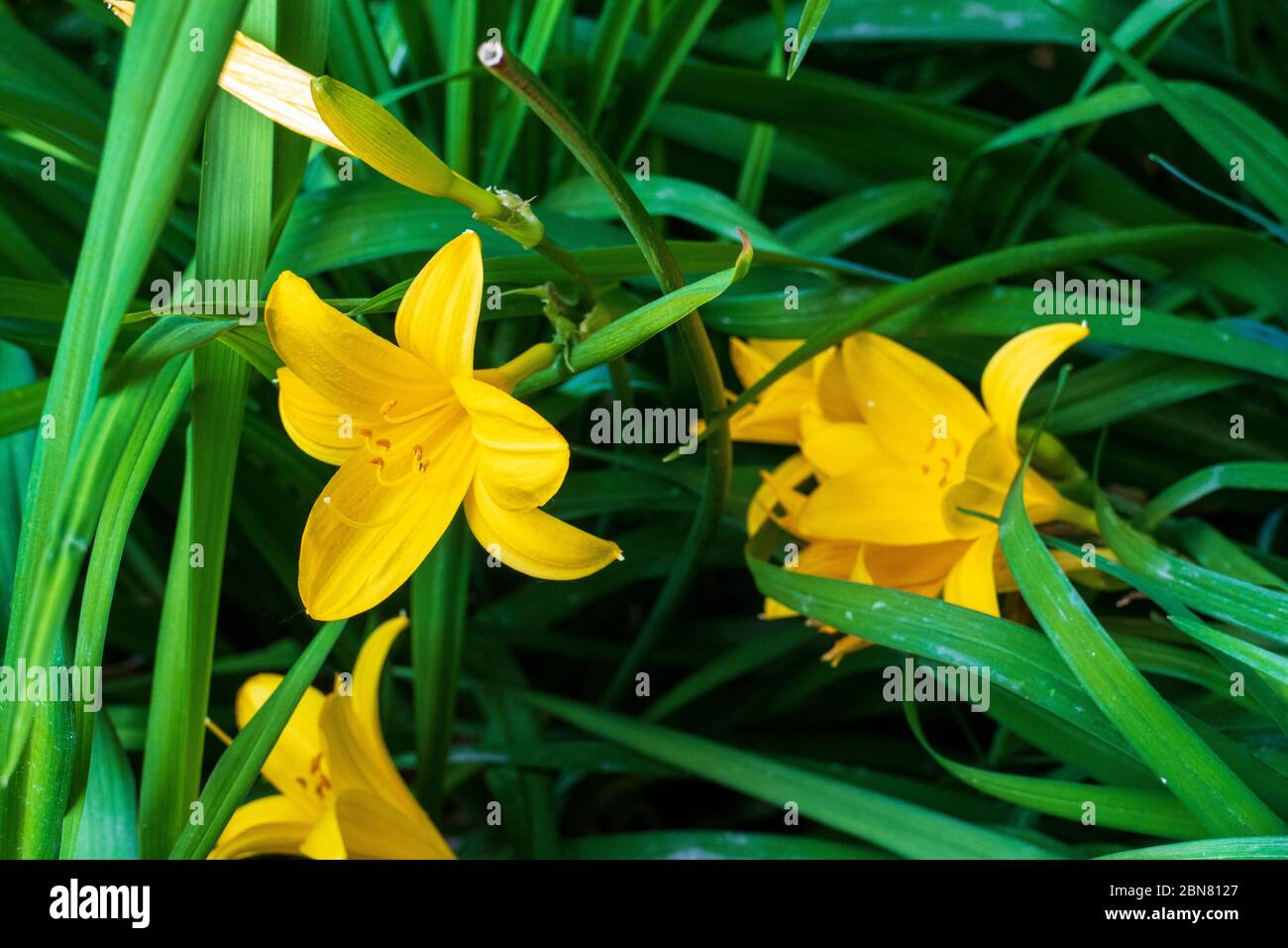 Asiatische gelbe Lilie mit Blatt Hintergrund Stock Photo