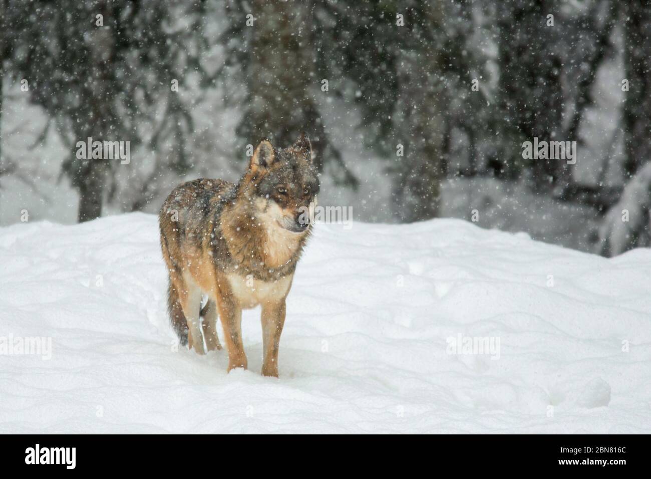 European Wolf - Canis Lupus - on the snow Stock Photo