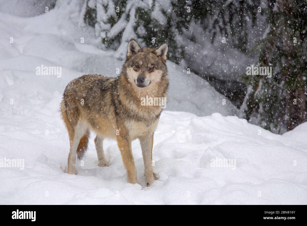 European Wolf - Canis Lupus - on the snow Stock Photo