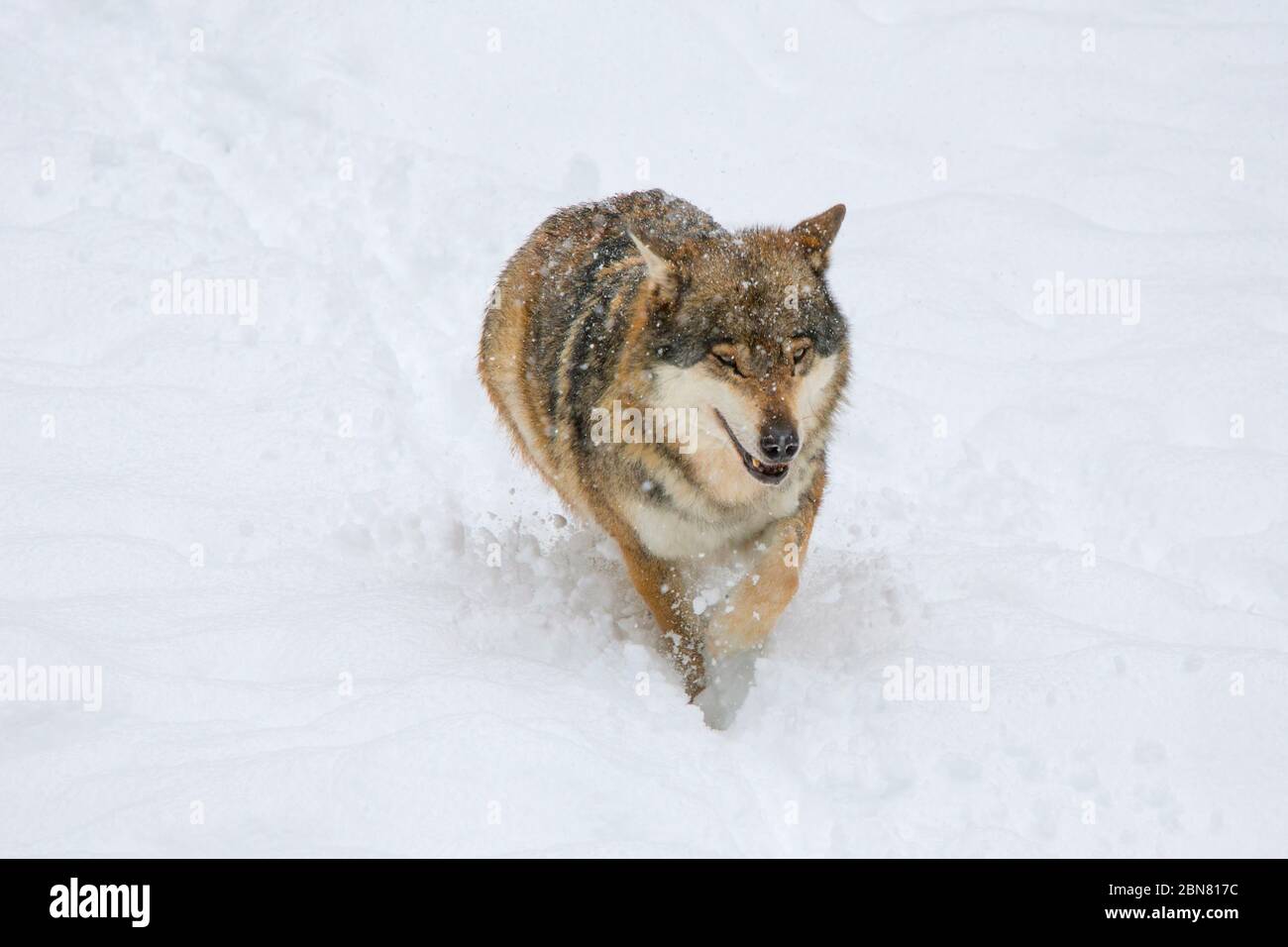 European Wolf - Canis Lupus - on the snow Stock Photo