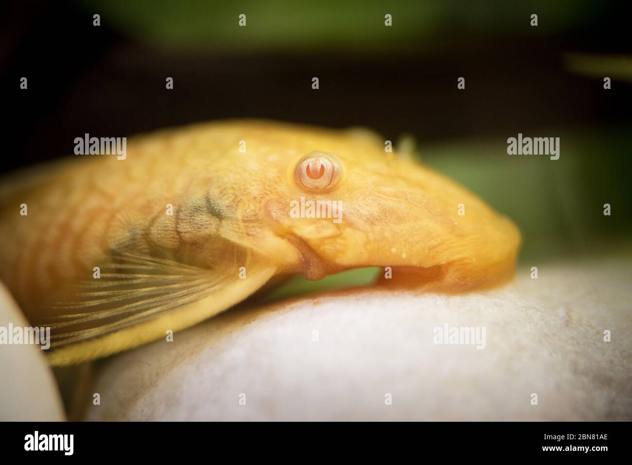 Golden Ancistrus pleco catfish Male albino Bristle-nose tropical freshwater aquarium fish Stock Photo