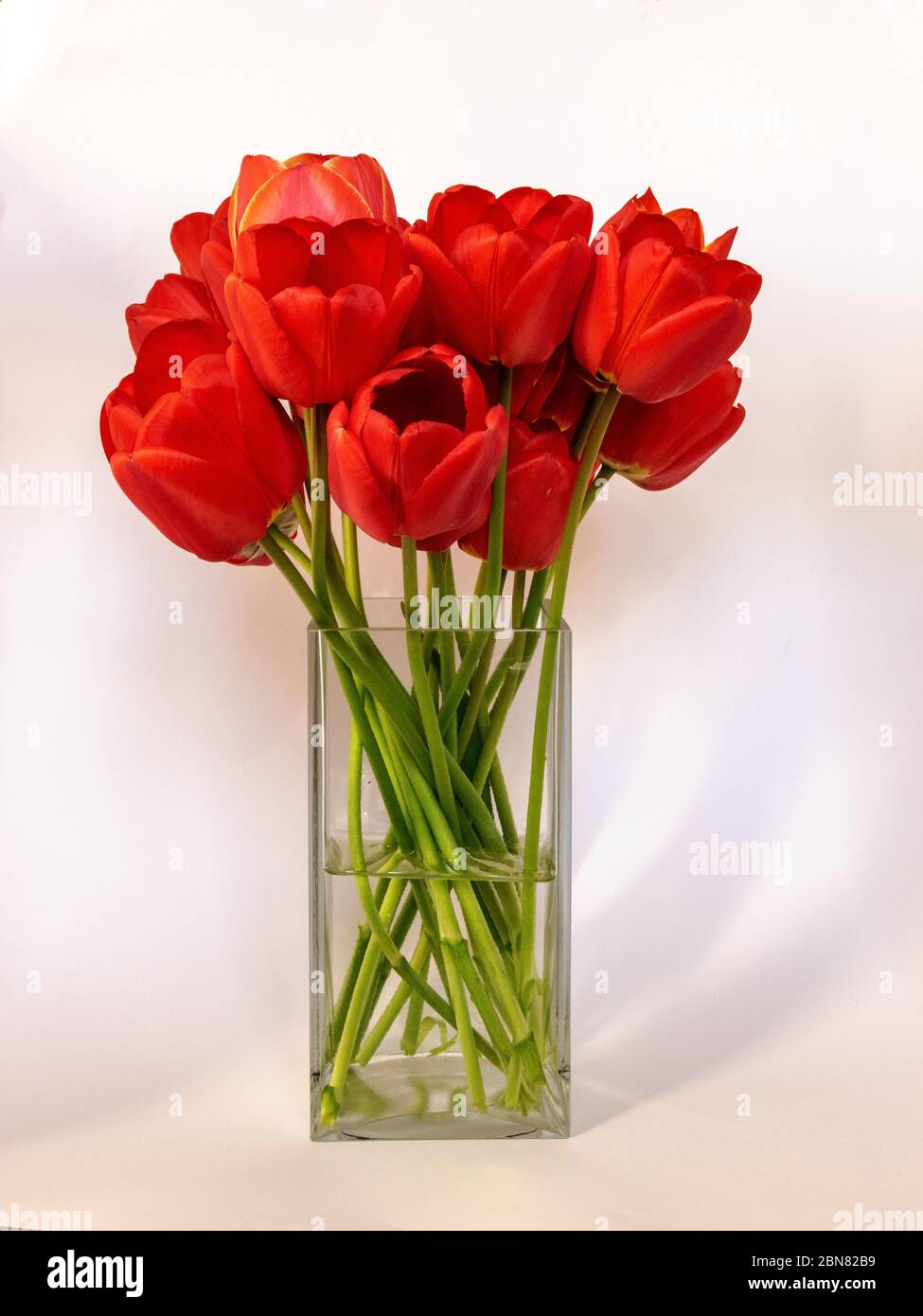picture with red tulips in a vase on a solid background Stock Photo - Alamy