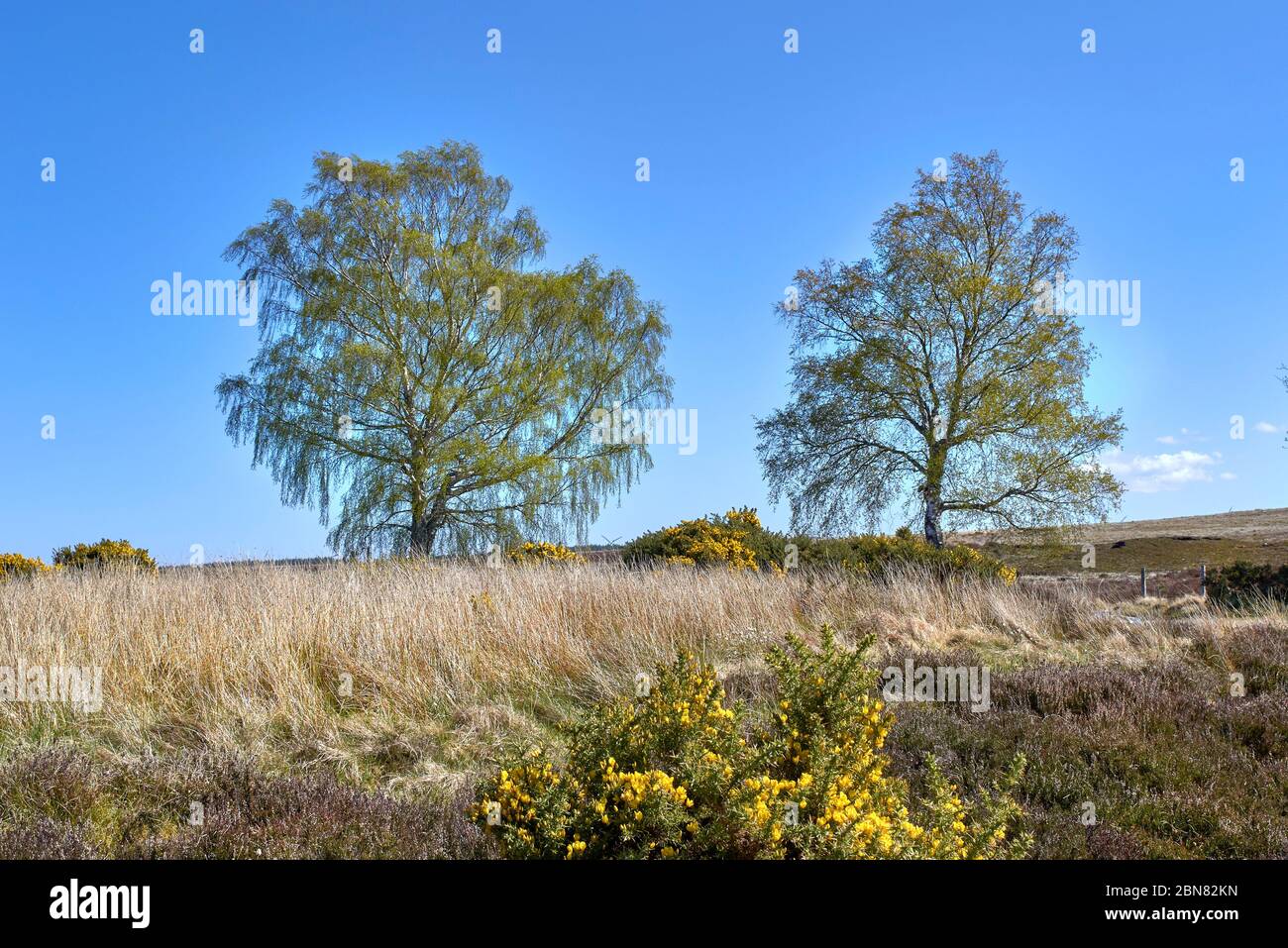 DAVA WAY TRAIL MORAY SCOTLAND TWO BIRCH TREES ALONG THE PATH IN EARLY SPRING Betula pendula Stock Photo