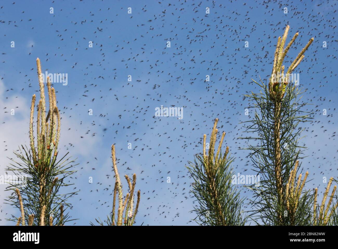 A huge number of mosquitoes against a cloudy sky above the shoots of