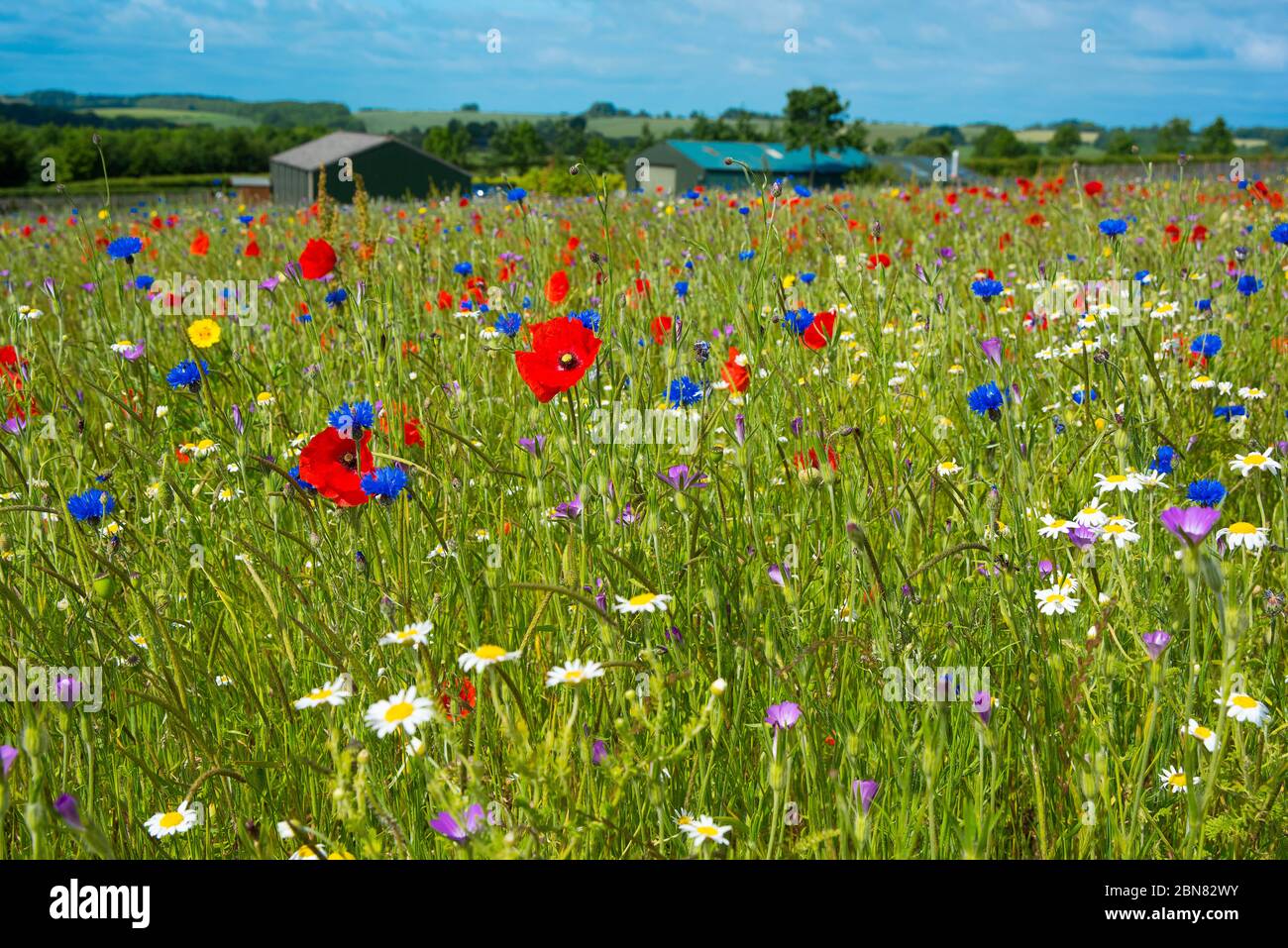Wild flower meadow at Snowshill in the Cotswolds Stock Photo - Alamy