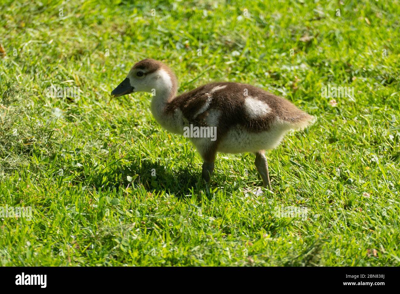 Junge Nilgans Küken auf einer Wiese Stock Photo - Alamy