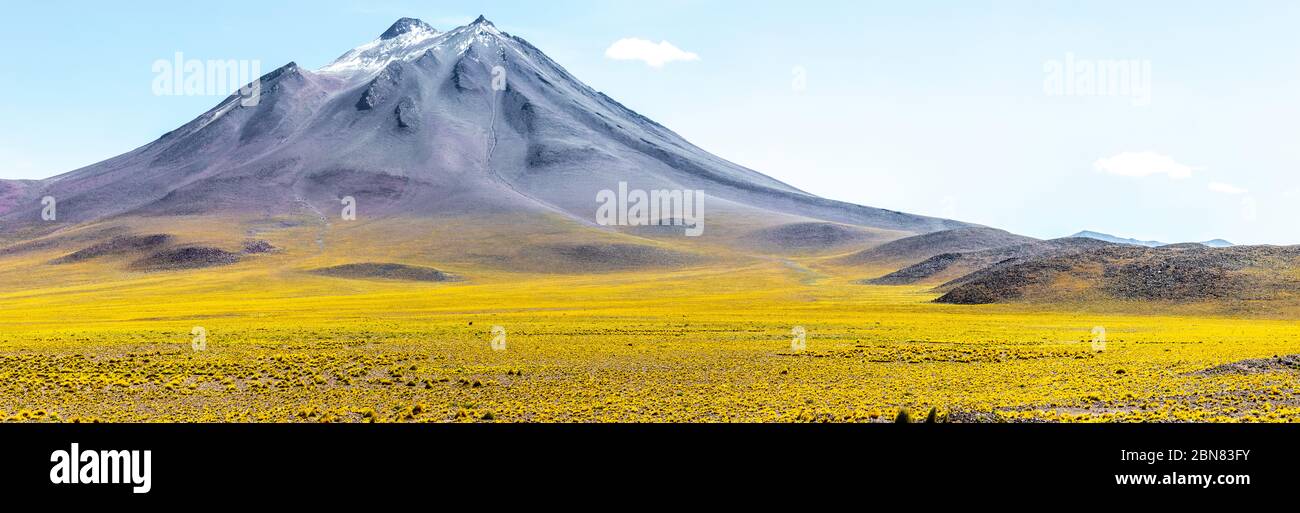 Panorama with snow on the Miniques Volcano seen over a field of yellow plants Stock Photo