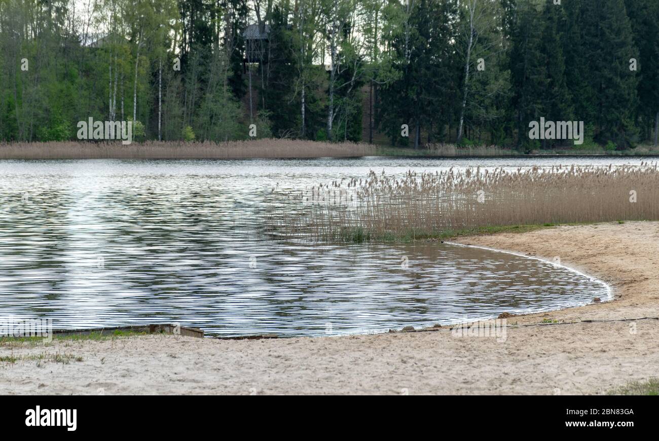 spring landscape on the river, old reeds along the shore and the first ...