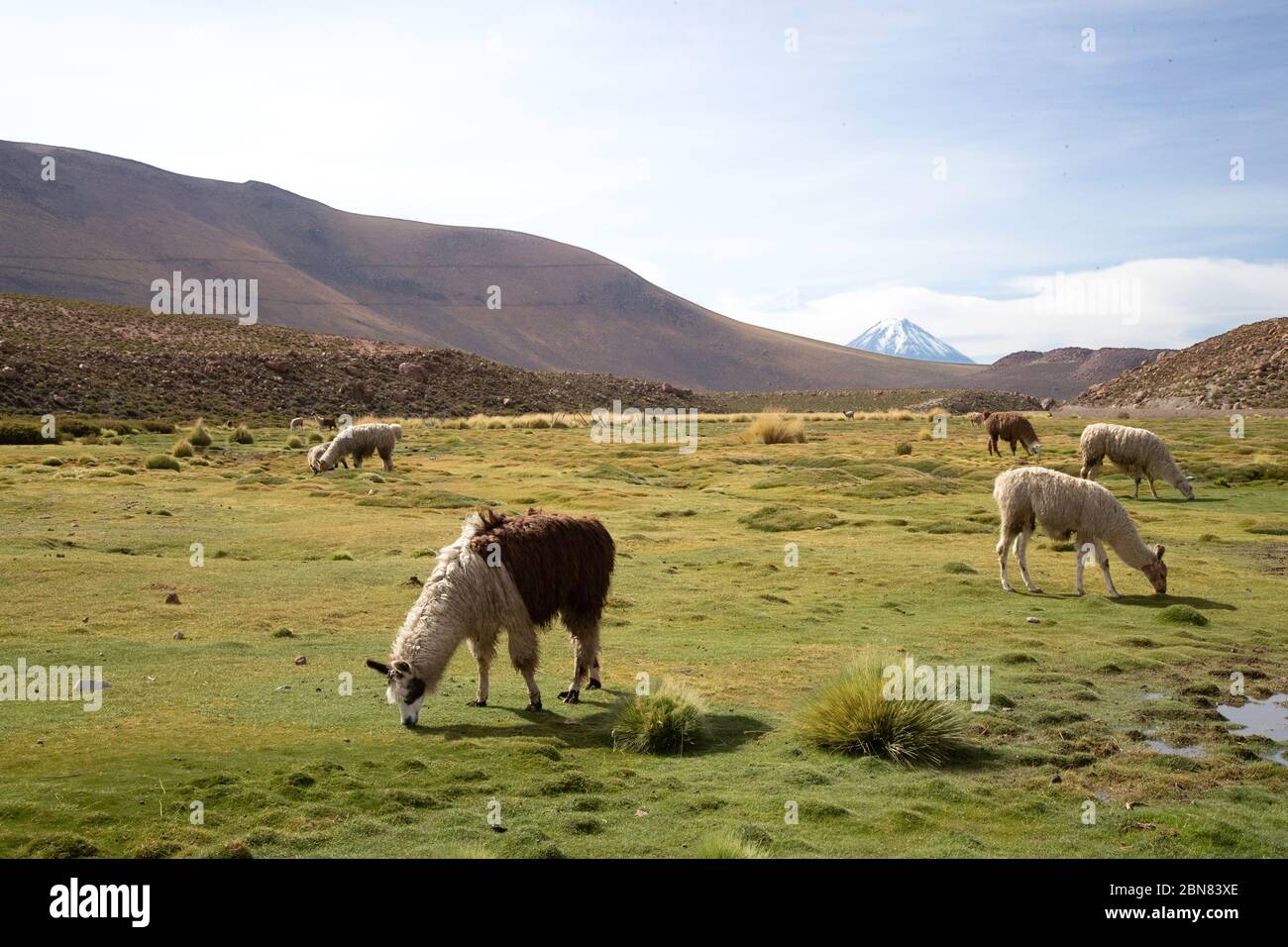 Small herd of Llama graze in the Atacama, with the Sairecabur volcano in the background Stock Photo