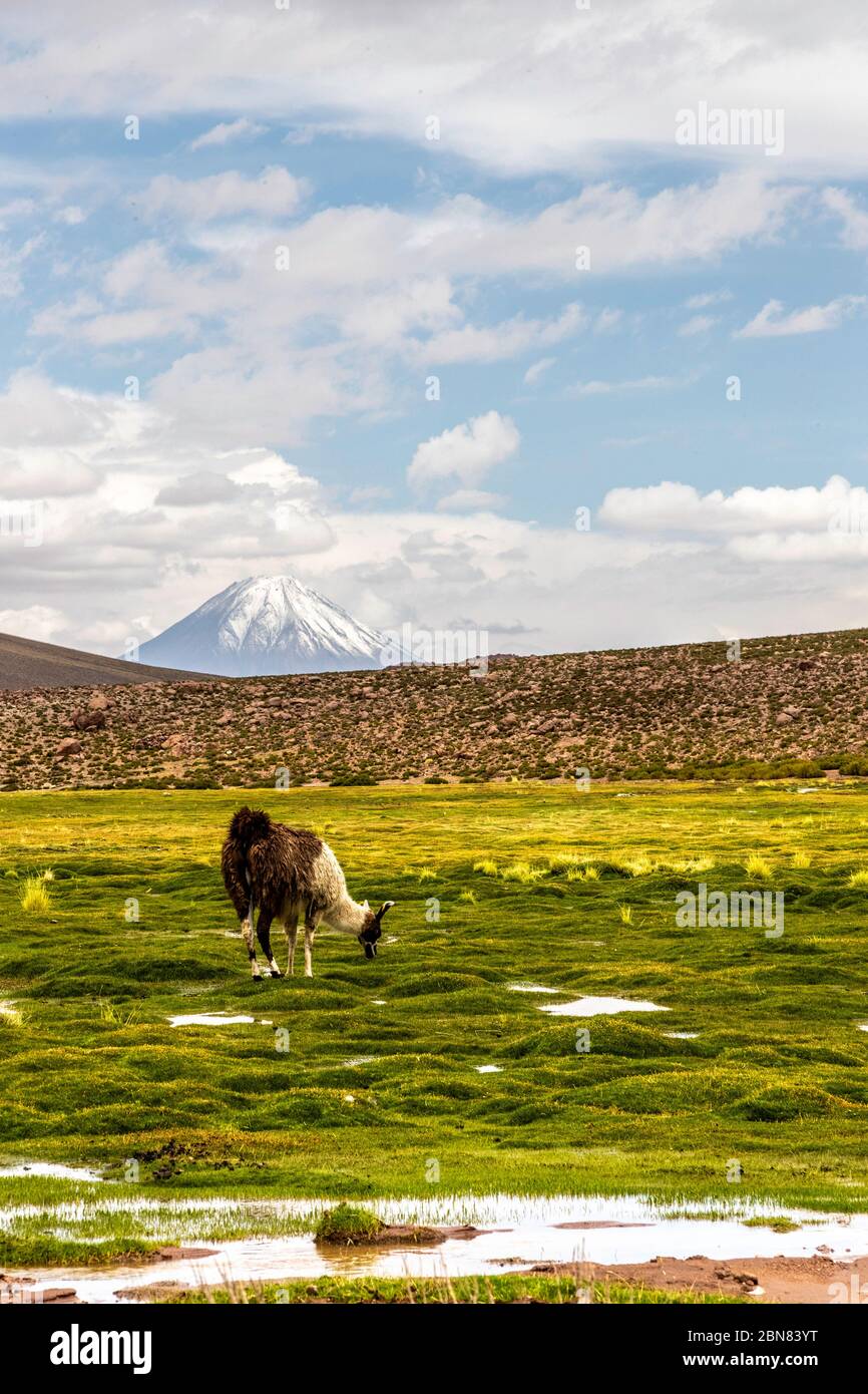 Llama graze in the Atacama, with the Sairecabur volcano in the background Stock Photo