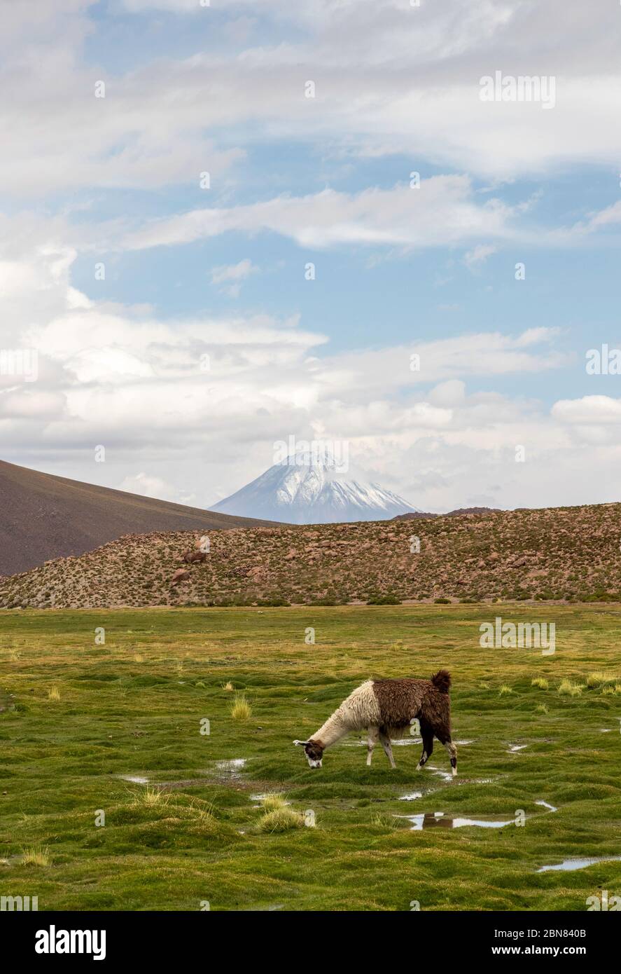 Llama graze in the Atacama, with the Sairecabur volcano in the background Stock Photo