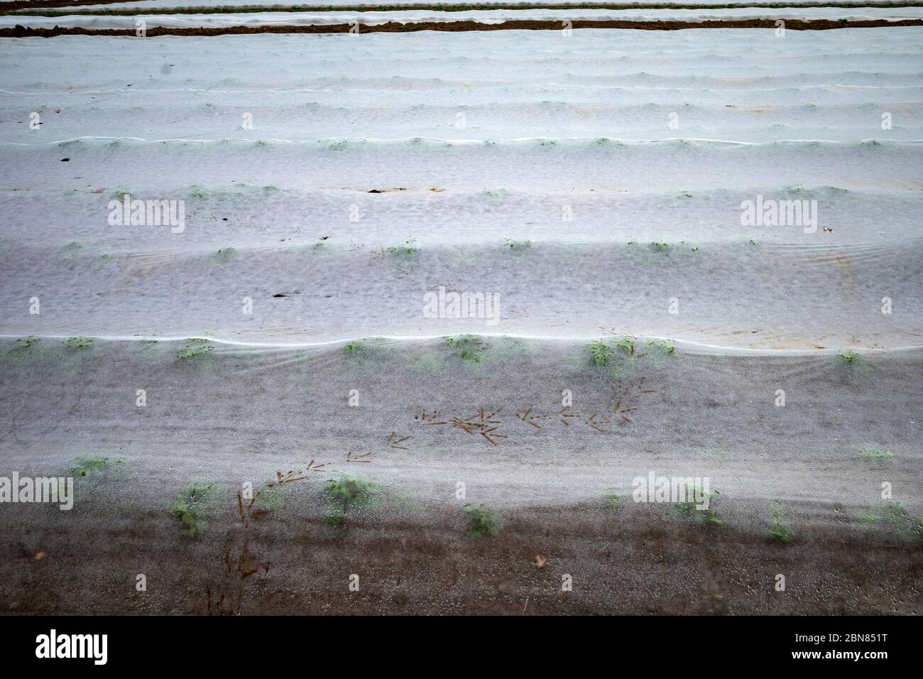 Potato crop growing under fleece Stock Photo