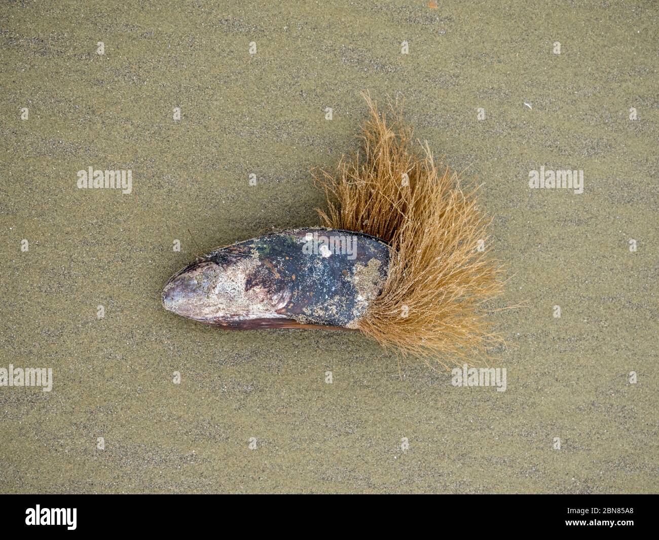 Beard on a mussel hires stock photography and images Alamy