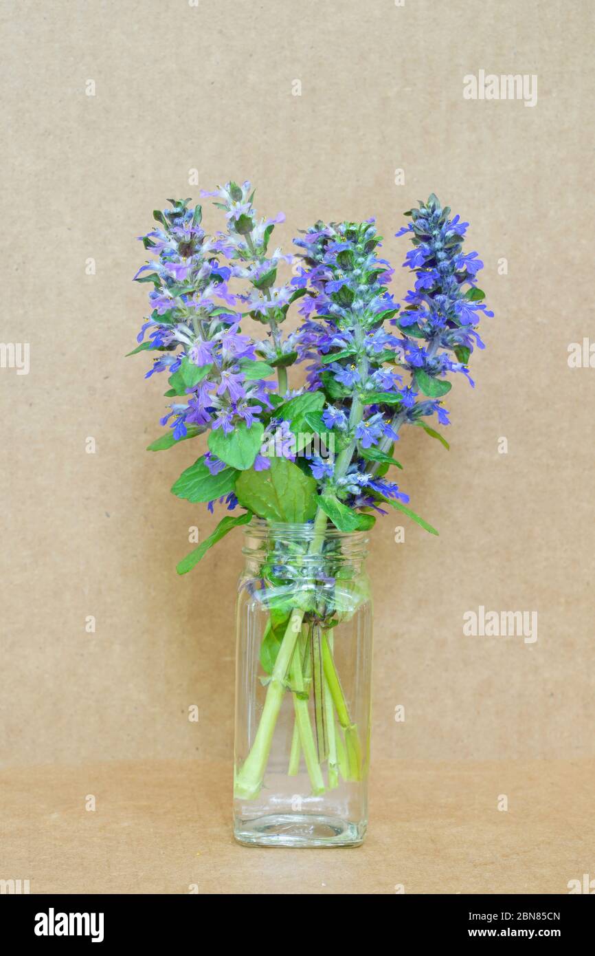 A bouquet of Carpet bugle weed (ajuga reptans) flower spikes in a glass vase Stock Photo