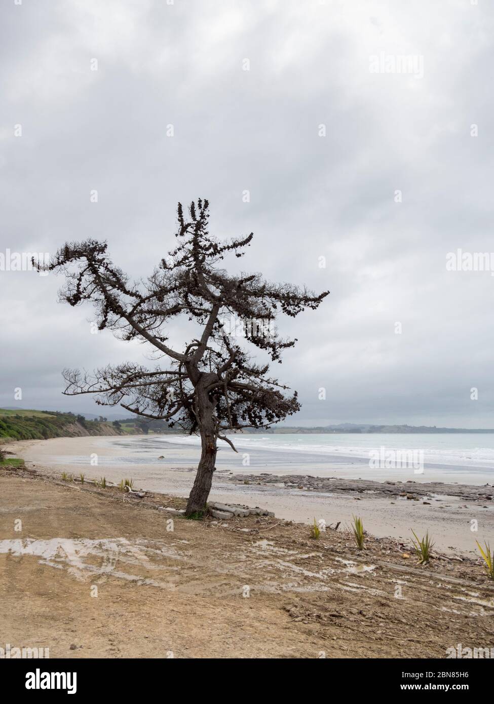 A lone pine tree on a beach near Moeraki South Island New Zealand on an overcast grey day. Stock Photo