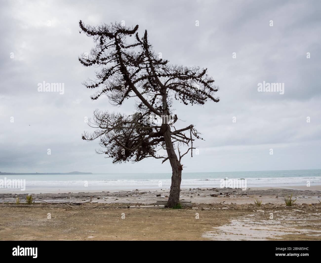 A lone pine tree on a beach near Moeraki South Island New Zealand on an overcast grey day. Stock Photo
