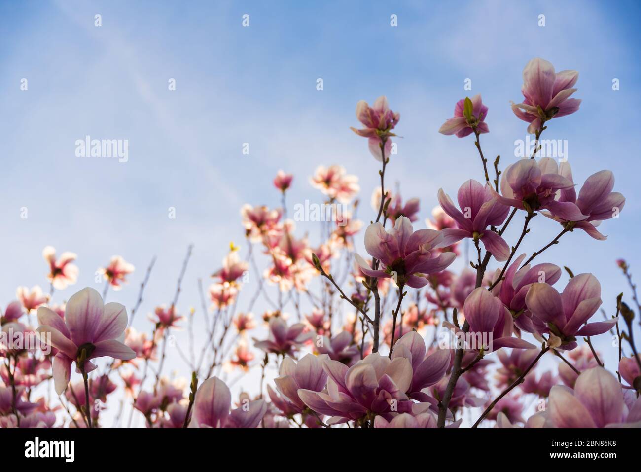 Pink magnolia flower on a tree abainst blue sky Stock Photo - Alamy