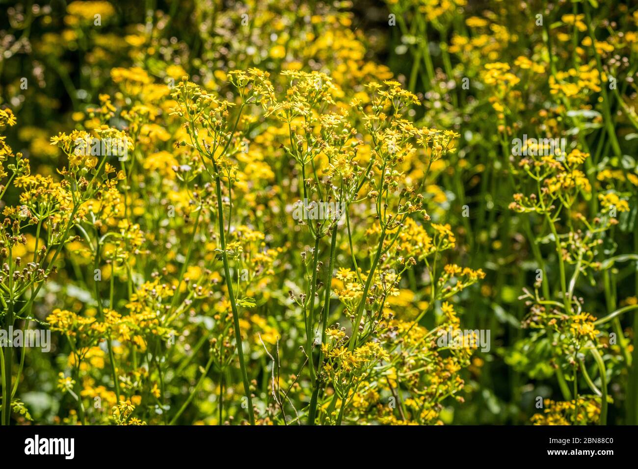 Clusters of Butterweed plants growing in the woodlands tall with yellow